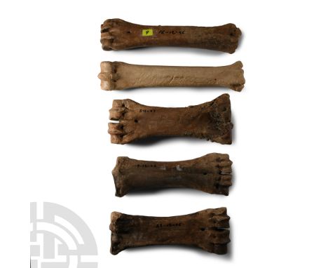 Pleistocene Period, 2.58 million-12,000 years B.P. Comprising five leg bones, four with inked date.  2.05 kg total, 19-25.5 c