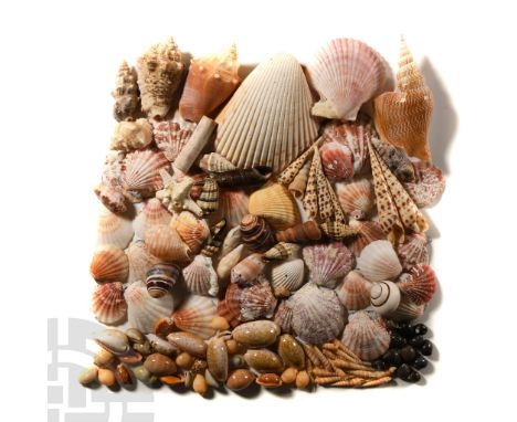 Comprising a large group of attractive seashells in a variety of colours and types, including a number of small spiral gastro