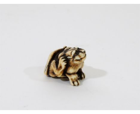 A Japanese carved ivory tiger netsuke signed Hogen Rantei, 19th century, the animal modelled crouching and scratching his rig