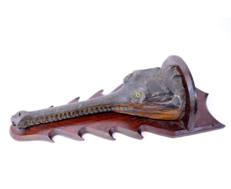 Taxidermy: A late Victorian head of a gharial (gavialis gangeticus) crocodile, glass eyes and mounted on a console bracket wi