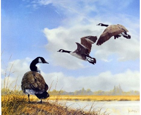 SPENCER HODGE, 'CANADA GEESE', a limited edition print 380/950, signed and numbered in pencil, unframed, 63cm x 56cm