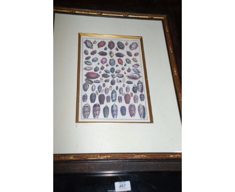 A print of sea shells.