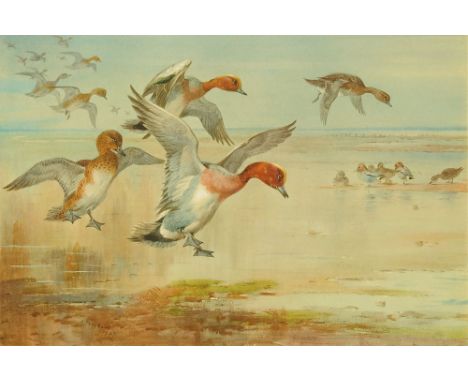 Archibald Thorburn (1860-1935), signed print, ducks landing signed in pencil to margin, blind stamp to margin within a card m