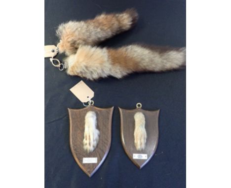 TWO MOUNTED FOX PAWS BY R. SPICER &amp; SONS with shield backs, together with two fox tails (4)