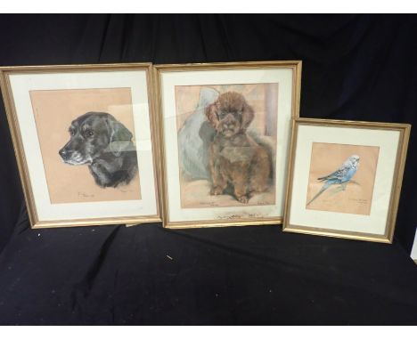 MARJORIE COX (1915-2003), A PORTRAIT OF JILL the black Labrador, 37cm high x 30cm wide, together with two similar by the same