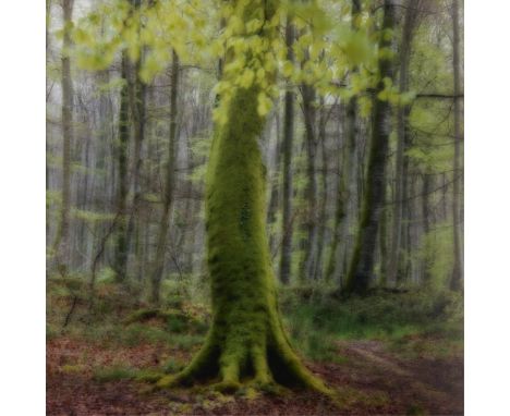 Lynn Geesaman (American, 1938-2020). Chromogenic (C-print) photograph on Fujifilm archival paper titled "Foret de Ceresy, Fra