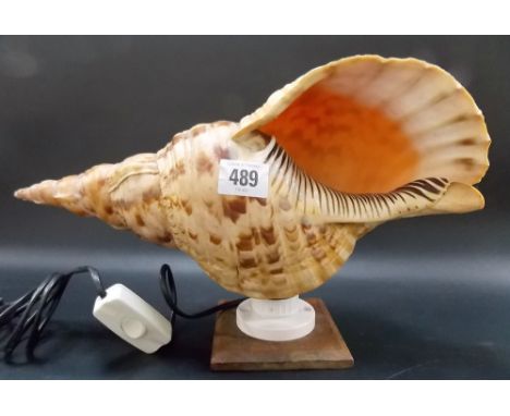 Large conch shell converted to a table lamp, width 14 in.