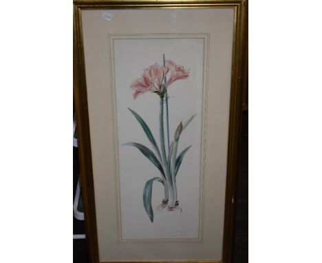 (20th century), a print Amaryllis, 69 x 26cm, mounted framed and glazed, 96 x 52cm