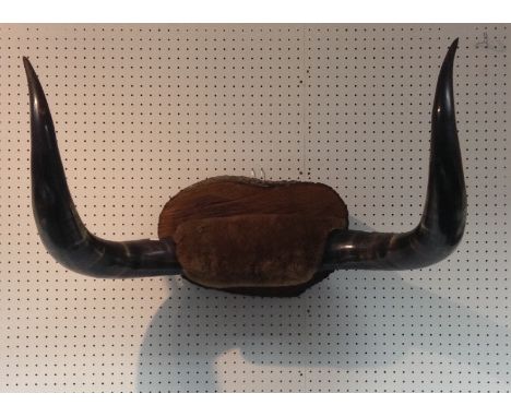 Taxidermy - a pair of Highland Cattle horns, mounted on a shaped oval tree trunk section, 71cm wide 
