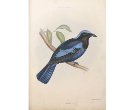 Bird Illustrations Copy Book of Birds, no date or text (presentation inscription dated 1868), folio, a collection of twenty l