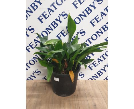 VERY LARGE ASPIDISTRA PLANT IN MODERN BLACK PLANTER