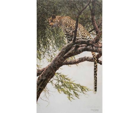 Simon Combes,Jaguar,colour print, signed, limited edition number 218/850,70x41cm.