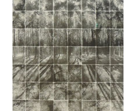Noel Myles (*ARR), 20th century, Fir Forest, limited edition photographic print 22/75, 61 x 54cm