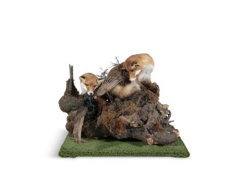 TAXIDERMY  A LARGE FOX AND PHEASANT GROUP,  one fox depicted startling the pheasant, the other perched above them on a natura