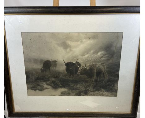 A Large Antique black and white print depicting Highland cows. [Frame-92x114cm] 