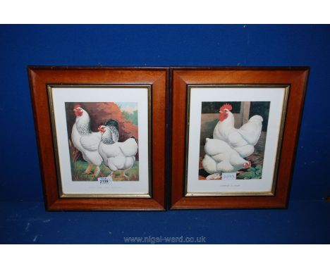 Two framed Chicken Prints including American Light Brahmas and Champion plus Queen