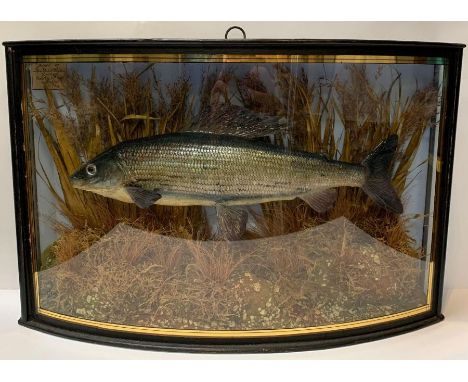 A taxidermy of a Grayling, in a naturalistic setting, in a  bow front case, with attached label, " Grayling, caught S D Lark 