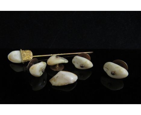 A gold stick/hat pin surmounted by a tooth, unmarked and a set of four similar studs