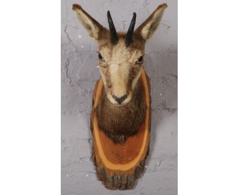 A Taxidermy Chamois  