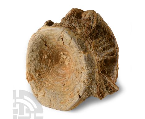 Upper Palaeocene, Thanetian Stage, circa 56 million years B.P.. From Otodus obliquus Agassiz 1843 (mackerel shark).  234 gram