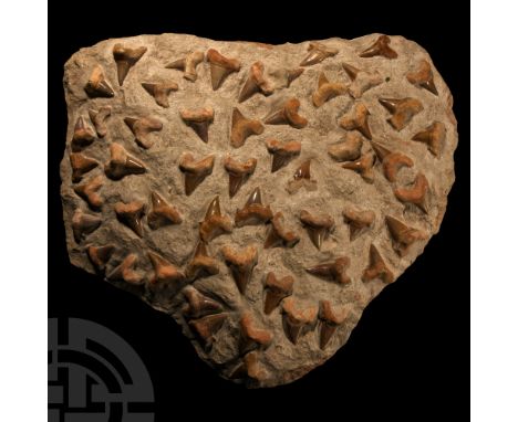 Eocene Period, circa 56-33 million years BP. A huge montage of over fifty large fossil Otodus obliquus shark teeth, set recen