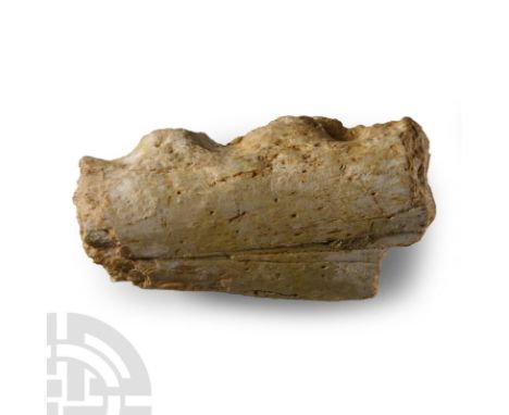 Cretaceous Period, circa 90 million years B.P.. A fossilised jaw section with indentations.  270 grams, 10 cm (4 in.). From t