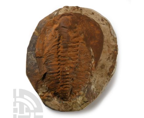 Devonian Period, 416-359 million years BP. A large Cambropallas telesto trilobite on a matrix.  1.25 kg, 20.5 cm (8 in.). Fro