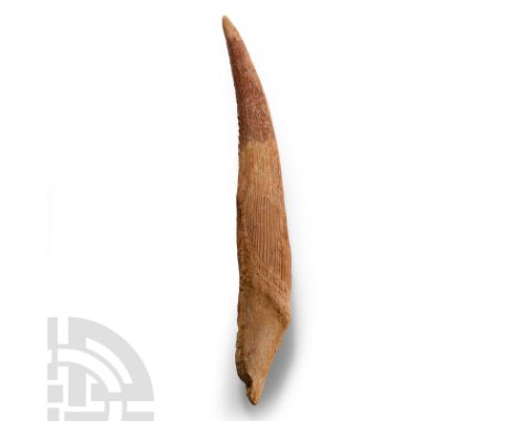 Mesozoic Era, 250-65 million years B.P.. From the extinct Hybodus sp. shark, showing excellent preserved detail.  58 grams, 1