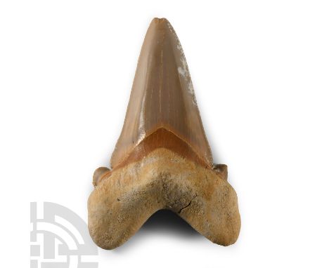Eocene Period, circa 54 million years B.P.. A large Otodus obliquus tooth from the front of the mouth with good serrations.  