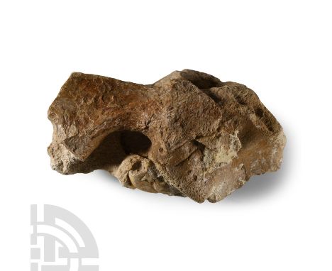 Cretaceous Period, circa 90 million years B.P.. A vertebra with partial neural arch from the dinosaur Deltadromeus agilis.  3