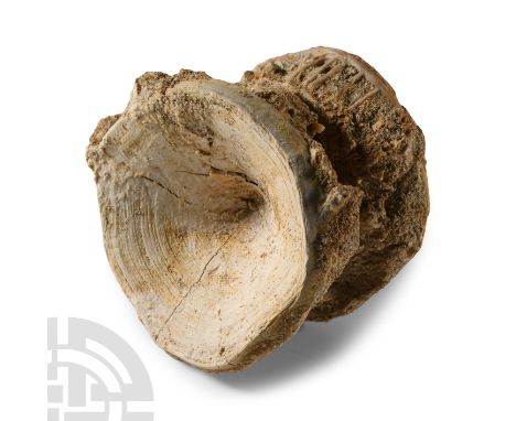 Upper Palaeocene, Thanetian Stage, circa 56 million years B.P.. From Otodus obliquus Agassiz 1843 (mackerel shark).  155 gram