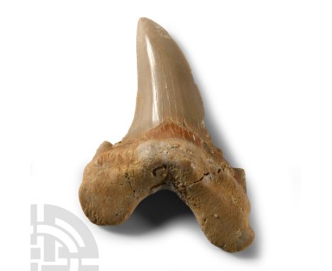 Eocene Period, circa 54 million years B.P.. A large Otodus obliquus tooth from the front of a mouth in a matrix.  63 grams, 9