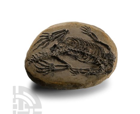 Late Permian-early Triassic Period, circa 252-250 million years B.P.. On a rounded matrix.  8.85 kg, 32.5 cm (12 3/4 in.). Fr