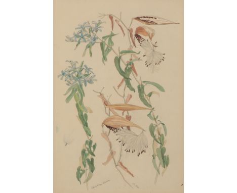 *JOHN NORTHCOTE NASH (1893-1977) ‘Botanical Study - Oxypetalum Coeruleum’, signed lower right, titled lower left, watercolour