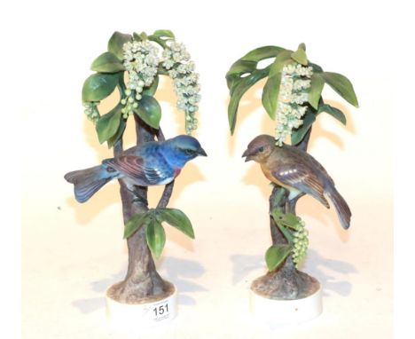 Two Royal Worcester models of a Lazuli Bunting, Cock and Hen by Dorothy Doughty each dated 1962 with black printed marks to b