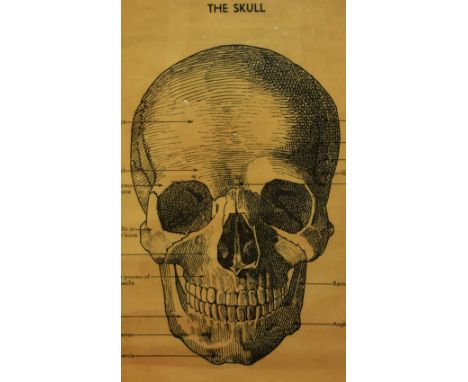 20th Century, print, 'The Skull, Anterior View of Skull', from the Cavellini Papers &amp; Co., framed, measuring 48cm x 68cm,
