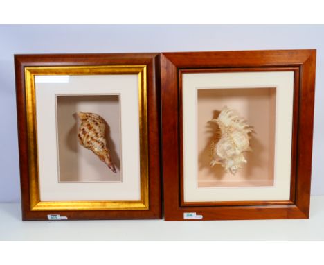 Two decorative framed shells, approximately 48 cm x 40 cm. [2]. [W]