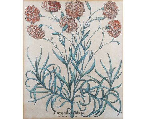 Basilius Besler – ‘Caryophyllus Multiplex’ (Carnations), 17th century etching with engraving and hand-colouring, 48cm x 40.5c