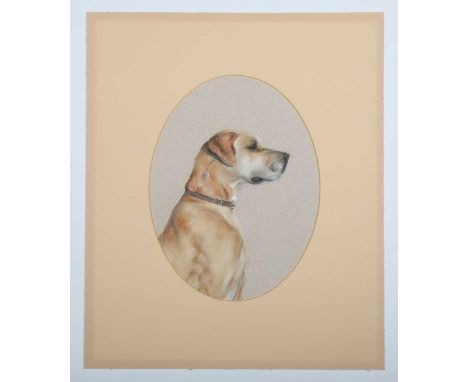 British School – Profile Portrait of a Great Dane, 20th century charcoal with coloured chalks, sheet size 38cm x 31.5cm, toge