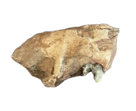 A Four-Cusp Bunodont Tooth Fossil from the Collection of Dennis Hopper. We combine postage on multiple winning lots and can s