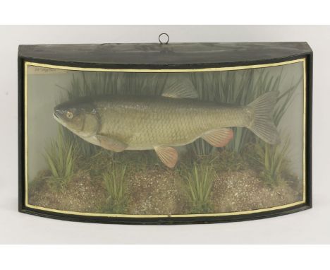 Taxidermy: a chub,mounted in a setting of reeds and grasses against an aquamarine background, on a gravel base, with label re