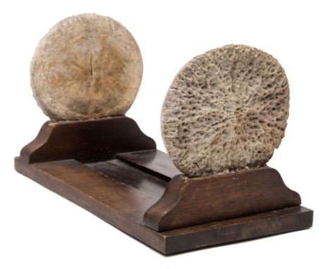 An early 20th century whale vertebrae mounted book slide:,  the two section mounted to either end of a mahogany base, 40 cm w