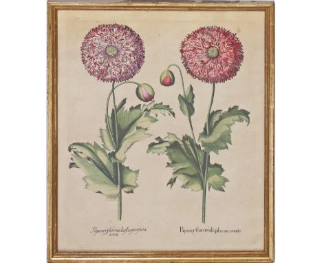 Besler, Basilius (1561 Nürnberg 1629) und Kilian, Wolfgang (1581 Augsburg 1663) "Papaver flore multiplici incarnato", so beti