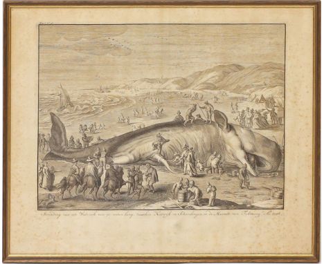 Picart, Bernard (1673 Paris - Amsterdam 1733) "Stranding van een Walvisch van 70 voeten lang... 1598", so in der Platte betit