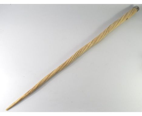 A Victorian Narwhal tusk walking stick, white metal capped embossed with foliate scrolls and shield reserve, 90cm long. Sold 