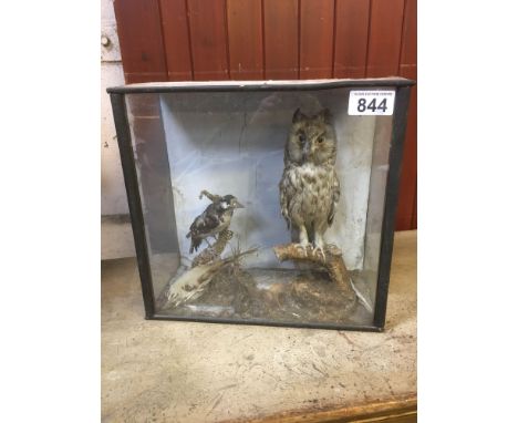 Sale Item:    CASED OWL &amp; WOODPECKER (AF)   Vat Status:   No Vat   Buyers Premium:  This lot is subject to a Buyers Prem