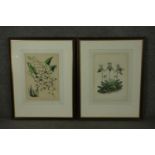 Two framed and glazed 19th century hand coloured engravings of two orchid species, printed by
