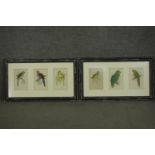 Two framed and glazed sets of three 19th century hand coloured engravings of parrot species, each