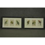 Two framed and glazed sets of three 19th century hand coloured engravings of parrot species, each