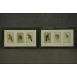 Two framed and glazed sets of three 19th century hand coloured engravings of parrot species, each